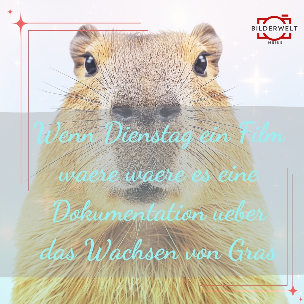 dienstag lustige bilder 20
