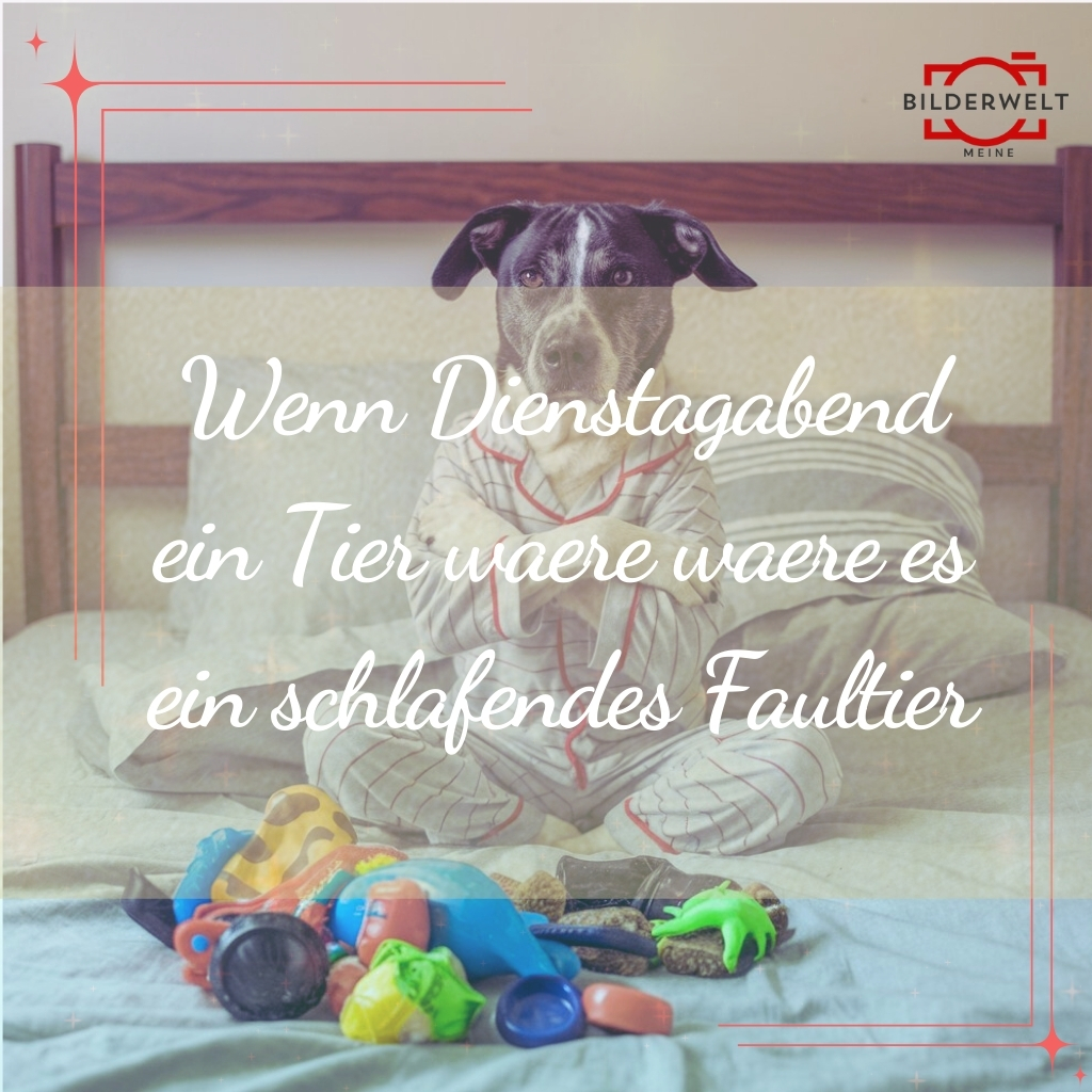 dienstag lustige bilder 40